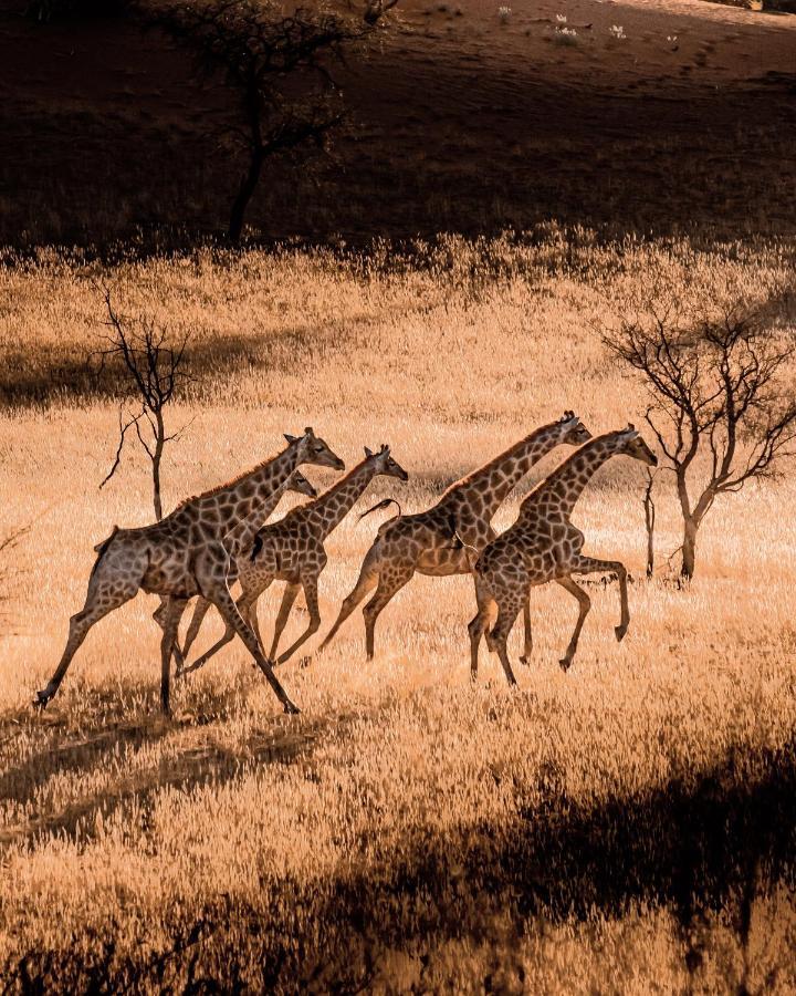 Bagatelle Kalahari Game Ranch Villa Hardap Exteriör bild
