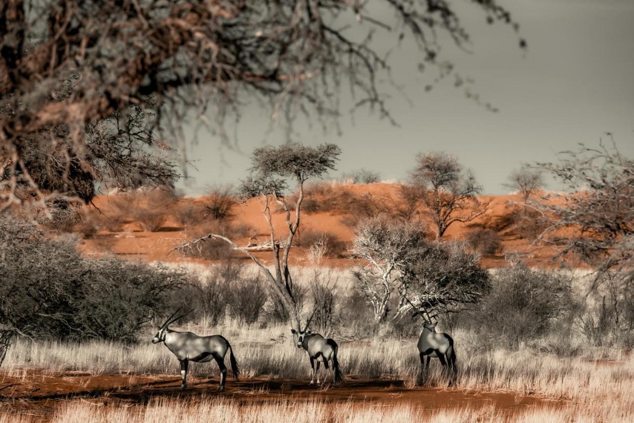 Bagatelle Kalahari Game Ranch Villa Hardap Exteriör bild